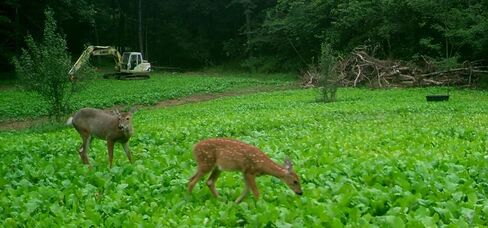 Elite 8 Fall Deer Food Plot Blend, 10 lbs (1/2 Acre) -Turnip, Radish, Forage Brassica, Clover, Wheat, Rye, Oats, Peas, Whitetail, Blacktail, Deer, Elk, Hunting, High Protein, Attractive in Saudi Arabia