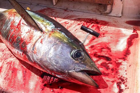Duran's Fishing Products DFP Tuna Spike in Saudi Arabia