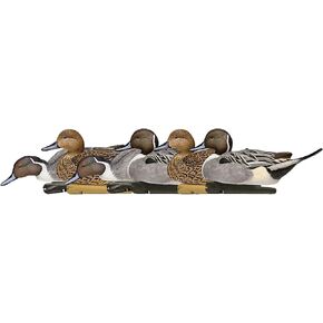 Avian X Topflight Pintail Decoys, Rugged Realistic Floating Duck Decoys for Hunting, Weight-Forward Swim Keel, Set of 6, Multicolor