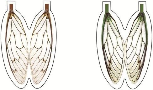 pack of 36 Realistic Fly Tying Wings Pre-cut cicada Stonefly Wings Fishing Baits DIY Fly Tying material in Saudi Arabia