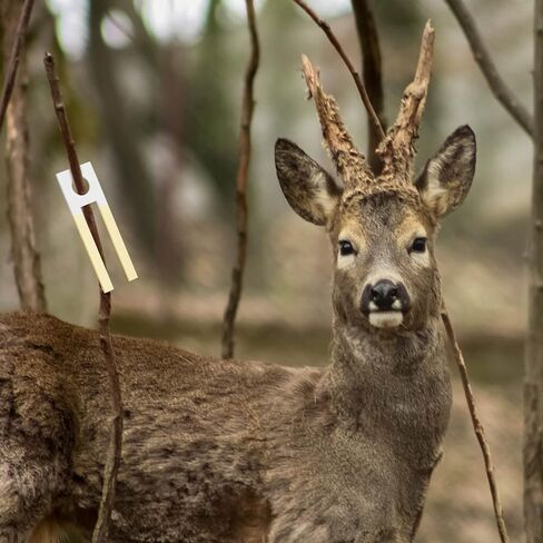 48 قطعة من نوسيني، فتيل بول الغزلان الممتص للرائحة مع حبال، وسادات رائحة بول الغزلان الجذابة للتبول من أجل سحب رائحة الصيد in Kuwait