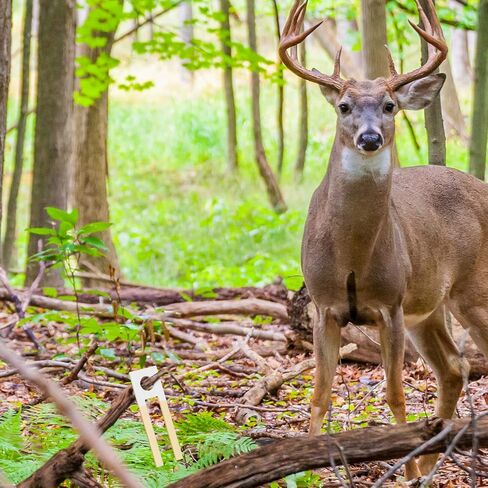 48 قطعة من نوسيني، فتيل بول الغزلان الممتص للرائحة مع حبال، وسادات رائحة بول الغزلان الجذابة للتبول من أجل سحب رائحة الصيد in Kuwait