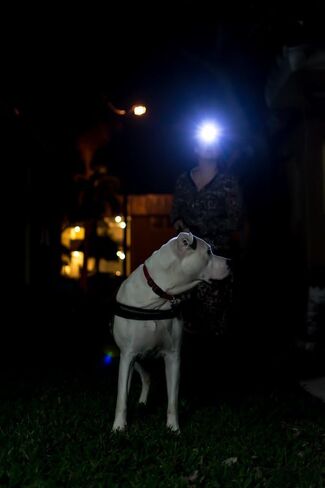 مصباح أمامي قابل لإعادة الشحن، عبوة من قطعتين، مصباح أمامي LED ساطع للغاية 1000 لومن مع ضوء أحمر أبيض، مصباح رأس بمستشعر حركة مقاوم للماء للغاية، 6 أوضاع للجري في الهواء الطلق، والإصلاح، وصيد الأسماك، والمشي للكلاب in Kuwait