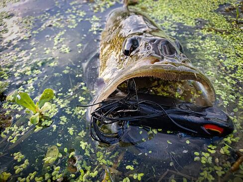 6th Sense Fishing Vega Frog - Topwater Lure - Bass Lure - Walking Motion - Realistic Color Schemes in Saudi Arabia