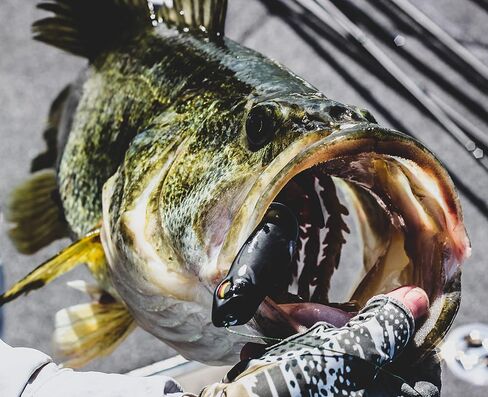 6th Sense Fishing Vega Frog - Topwater Lure - Bass Lure - Walking Motion - Realistic Color Schemes in Saudi Arabia