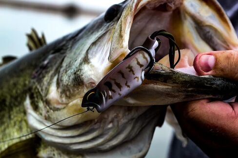 6th Sense Fishing Vega Frog - Topwater Lure - Bass Lure - Walking Motion - Realistic Color Schemes in Saudi Arabia