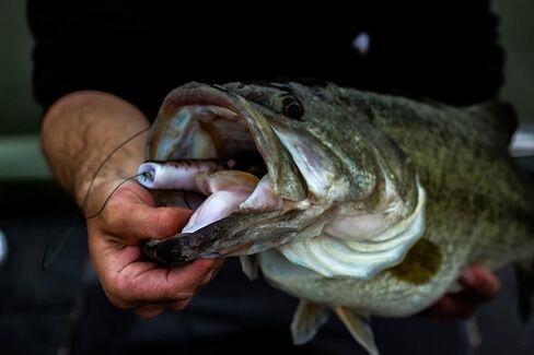 6th Sense Fishing Vega Frog - Topwater Lure - Bass Lure - Walking Motion - Realistic Color Schemes in Saudi Arabia