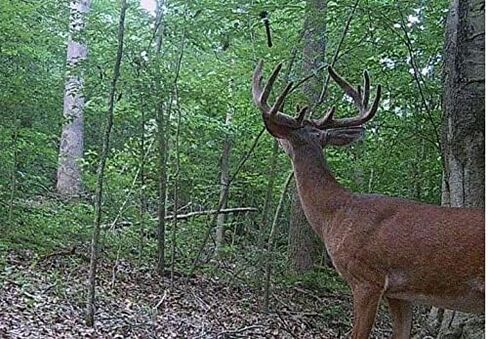 Pure Whitetail Flex Wick – Patent Pending Super Absorbent Reusable Flexible Scent Wick for Whitetail Deer Scents in Kuwait