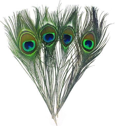 Peacock Eye Feathers for Fly Tying or Tying Flies. 4 Feather per Pack in Kuwait