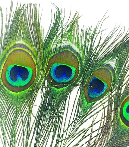 Peacock Eye Feathers for Fly Tying or Tying Flies. 4 Feather per Pack in Kuwait