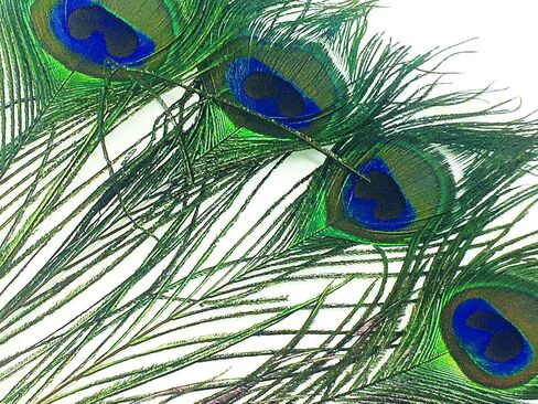 Peacock Eye Feathers for Fly Tying or Tying Flies. 4 Feather per Pack in Kuwait