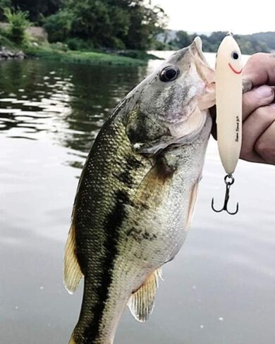Heddon Super Spook Topwater Fishing Lure for Saltwater and Freshwater, Wounded Shad, Super Spook Jr (1/2 oz) in Saudi Arabia