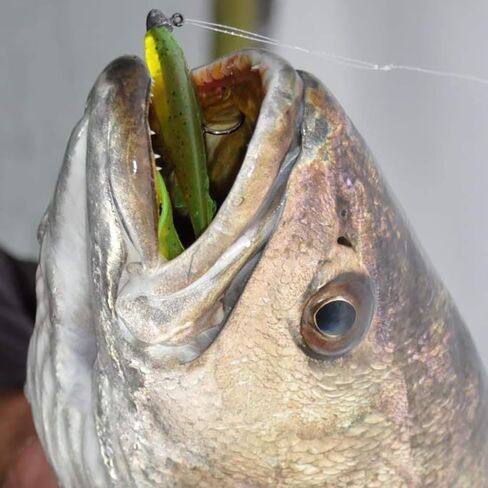 مجموعة أدوات صيد السمك، صندوق معالجة، طُعم صلب ناعم لسمك السلمون المرقط in Kuwait