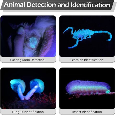 LIGHTFE Black light UV Light Keychain Flashlight with High Power UV 395nm LED Source High Power and Strong Beam for Pet Urine Detector Light, UV Glue Curing,Professional Art Repairing… in Saudi Arabia