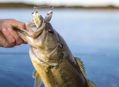 مجموعة Googan Zinger Bluegill وSexy Shad، 3/8 أونصة in Saudi Arabia