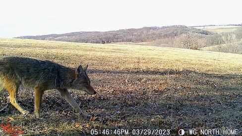 Wildgame Innovations 22MP Terra Xtreme 2PK مع بطاريات وSD in Kuwait