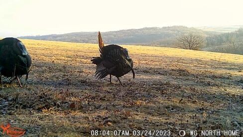 Wildgame Innovations 22MP Terra Xtreme 2PK مع بطاريات وSD in Kuwait