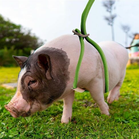 Mini Pig Harness & Leash, Adjustable 8 Feet Long Rope for Small to Medium Pet Pigs in Saudi Arabia