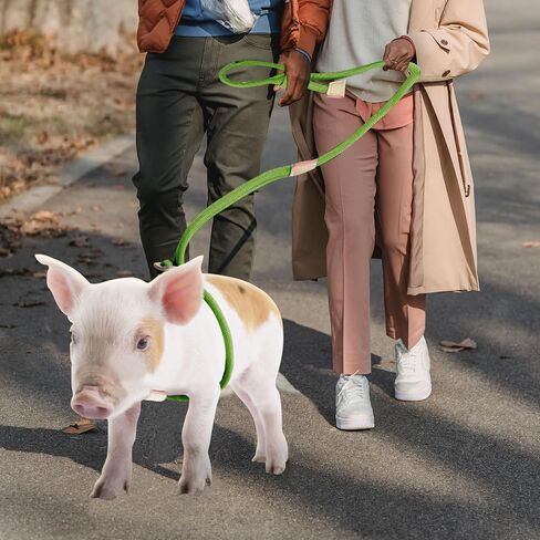 Mini Pig Harness & Leash, Adjustable 8 Feet Long Rope for Small to Medium Pet Pigs in Saudi Arabia