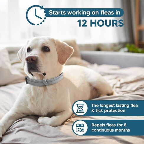 Dog Flea Tick Collar, Flea & Tick Prevention for Dogs, 8 Months Protection Dog Flea Collar, Adjustable Collar Fits Large Dogs & Puppies, Flea Treatment Collar for Dogs 2 Pack in Saudi Arabia