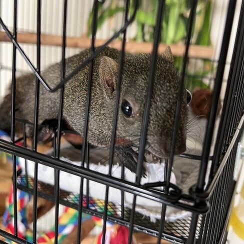 منصة قفص الفئران، ألعاب شينشيلا وإكسسوارات القفص المعدنية، منحدر ليدج مناسب للنمس، خنزير غينيا، طائرة شراعية السكر - أسود in Kuwait