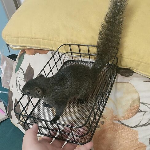 منصة قفص الفئران، ألعاب شينشيلا وإكسسوارات القفص المعدنية، منحدر ليدج مناسب للنمس، خنزير غينيا، طائرة شراعية السكر - أسود in Kuwait