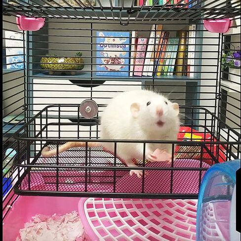 منصة قفص الفئران، ألعاب شينشيلا وإكسسوارات القفص المعدنية، منحدر ليدج مناسب للنمس، خنزير غينيا، طائرة شراعية السكر - أسود in Kuwait