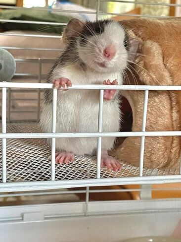 Rat Cage Platform, Chinchilla Toys and Metal Cage Accessories Ledge Ramp fit Ferret, Guinea Pig, Sugar Glider - Black in Kuwait
