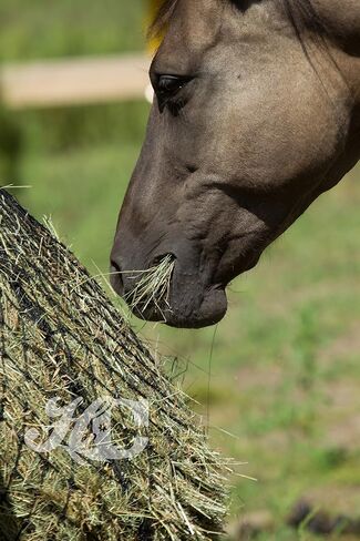 Hay Chix Slow Feed Hay Net for [Horse and Livestock Health, hay Feeder, hay net, Slow Feed hay net] Save Your time, hay and Money! Half Bale Net (1 3/4" Original) in Saudi Arabia