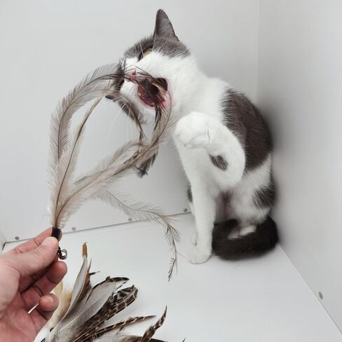 Cat Toy 2PCS Ultra-Long Cat Teaser(50"+38")+9PCS Da Bird Feather Refills,Cat Fishing Pole Toy,Interactive Cat Toys -Retractable Cat Wand Toy and Feather Toys Refills for Indoor Cats in Kuwait