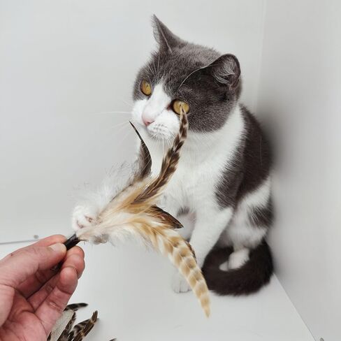 Cat Toy 2PCS Ultra-Long Cat Teaser(50"+38")+9PCS Da Bird Feather Refills,Cat Fishing Pole Toy,Interactive Cat Toys -Retractable Cat Wand Toy and Feather Toys Refills for Indoor Cats in Kuwait