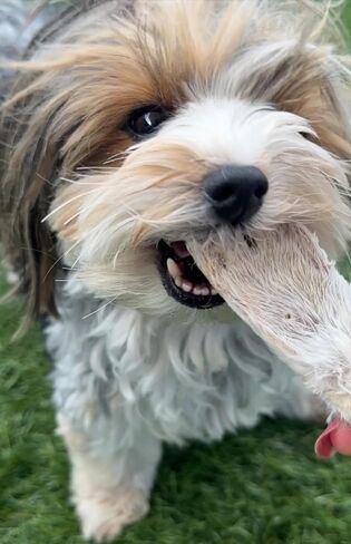 Dehydrated Rabbit Ears for Dogs & Cats, European Furry Rabbit Ear Natural Fiber for Dogs, Rawhide Free Alternative to Pig Ears for Dogs, Pack of 10 to 15 Ears (Size Varies) in Saudi Arabia