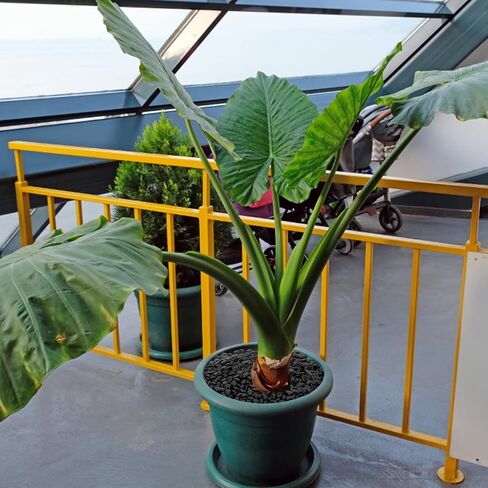 Black Polished Pebbles, 3/8" Aquarium Rocks for Indoor Plants, Decorative River Rocks Gravel for Vase, Garden, Landscaping (5-lb Bag) in Kuwait