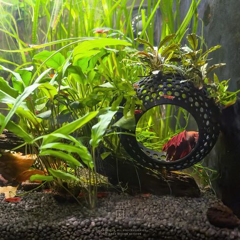 صالة الكهف، زخرفة حوض السمك المخبأ مع كوب شفط للبيتا والأسماك والروبيان للسباحة والاختباء والراحة - ديكور حوض السمك مع حامل نباتي (متوسط، أبيض شفاف) in Kuwait