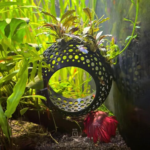 صالة الكهف، زخرفة حوض السمك المخبأ مع كوب شفط للبيتا والأسماك والروبيان للسباحة والاختباء والراحة - ديكور حوض السمك مع حامل نباتي (متوسط، أبيض شفاف) in Kuwait