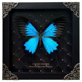 Real Blue Mountain Swallowtail Butterfly Wooden Frame Shadow Box Dried Handmade Craft Insect Lover Taxidermy Dead Bug Taxadermy Specimen Wall Decoration K16-28-NEM