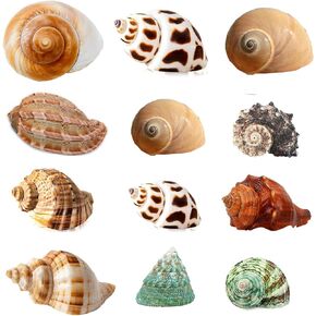 Hermit Crab Shells Turbo Shells 12+pcs Assorted Turbo Shells Handpicked Hermit Crab House…