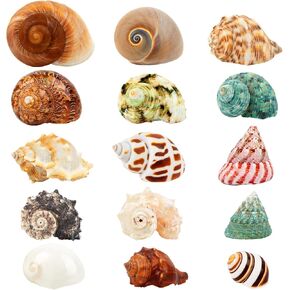 15PCS Hermit Crab Shells | Natural Sea Conch Size 1.6"-3.2" | Growth Turbo for Small to Medium and Large Crabs, Saltwater Hermit Crab Supplies and Sea Shell for Beach Decor
