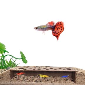 Slim Shrimp Breeding Protector | Shrimp Breeding Cave Aquarium Tunnel | CTWPets (White)