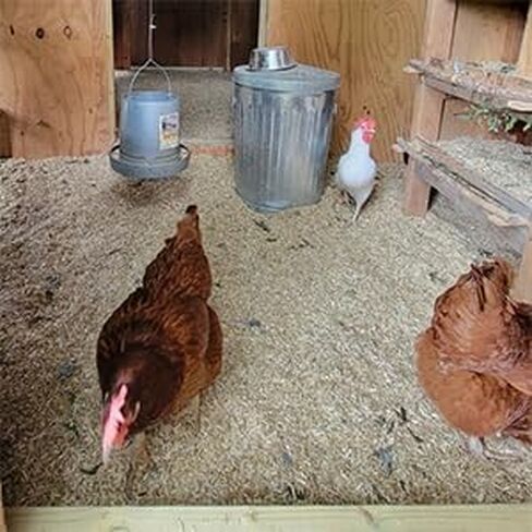 Dominion Hemp, USA Grown Chicken Coop Hemp Bedding, (285L), 10+ Cubic Feet, Grade A Premium Hemp Bedding for Coops, Nesting Boxes, Small & Large Animals in Saudi Arabia