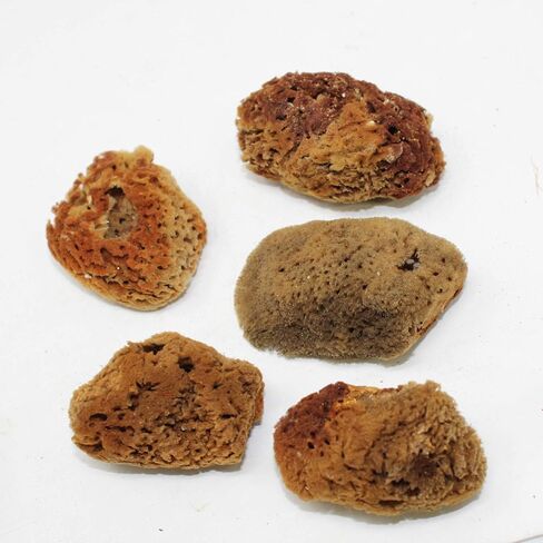 Needzo Hermit Crab Natural Sponge for Water Dish, Drinking and Tank Humidity, Size May Vary, Pack of 5 in Saudi Arabia