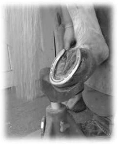 Magnetic Horse Hoof Pick - Set of 2 in Saudi Arabia