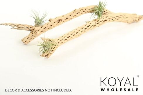 Koyal بالجملة Cholla Wood، 12 بوصة، إكسسوارات حوض السمك والتررم in Kuwait