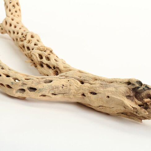 Koyal بالجملة Cholla Wood، 12 بوصة، إكسسوارات حوض السمك والتررم in Kuwait