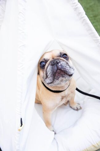 Pet Teepee with Soft Cushion for Dogs, Cats, Rabbits and Puppies, Portable Pet Tent, White Dog Tent. Pet House with Bed, Washable Dog Teepee, Portable Dog House (White) in Kuwait