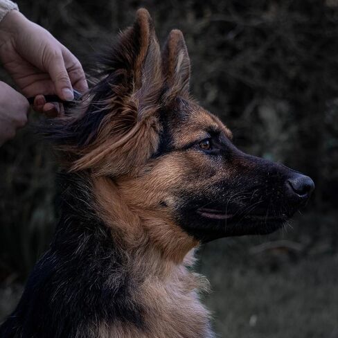 Fenrir Slip Leash 1.4m Professional Dog Training Lead to Stop Pulling, Perfect for Walks, Easy to Use, Spring Loaded Stopper, Light Weight and Durable in Saudi Arabia