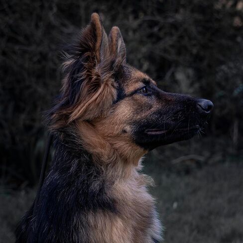 Fenrir Slip Leash 1.4m Professional Dog Training Lead to Stop Pulling, Perfect for Walks, Easy to Use, Spring Loaded Stopper, Light Weight and Durable in Saudi Arabia