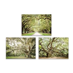 Tree Wall Art - 5x7 inch Print Set of 3 - Unframed Photography featuring Angel Oak, Beaufort and Charleston Live Oak Trees with Spanish Moss, Southern Home Decor, Old Oak Trees Print, Forest Landscape