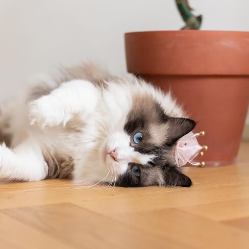 قبعة تاج من الساتان الوردي الرائعة مشبك شعر للقطط والكلاب الصغيرة للحفلات والعطلات إكسسوارات الزي للقطط والهريرة والجرو والأرنب in Kuwait