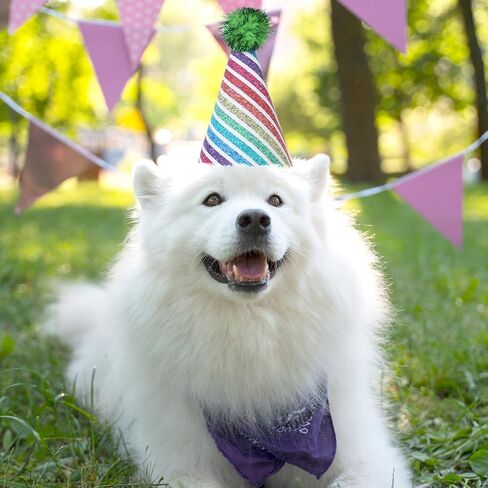 KALIONE 6 Packs Cat Birthday Hat, Rainbow Dog Party Hats Dog Birthday Hats Mini Party Hats Cute Puppy Hats with Pompons Adjustable Leather Headbands Birthday Hats for Kittens Dogs Animals Friends in Saudi Arabia